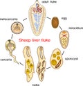 Life cycle of Sheep liver fluke Fasciola hepatica Royalty Free Stock Photo